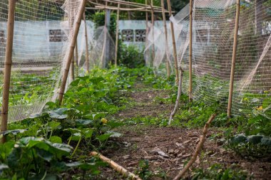 Evin arkasındaki küçük ve basit sebze bahçesi, Kimyasal Maddeler Olmayan Sağlıklı Organik Sebze Bahçesi.