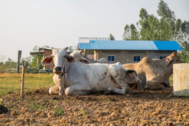 Kırsal Topraklarda İnekler Grubu, Yaz Sabahında Kırsal Hayvan Çiftliği.