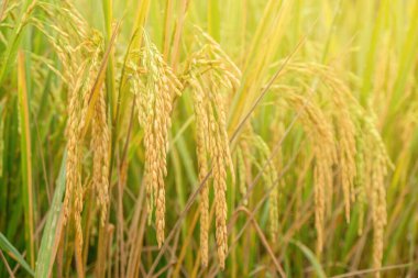 Pirinç tarlalarında altın sarısı pirinç erken sabah, hasat için hazır.