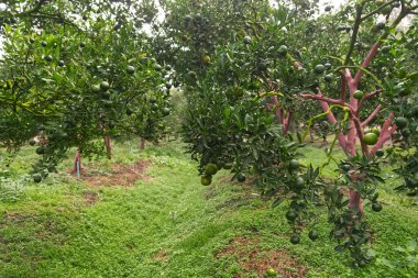 Çiftçinin Meyveli Portakal Bahçesi Hasat Bekliyor.