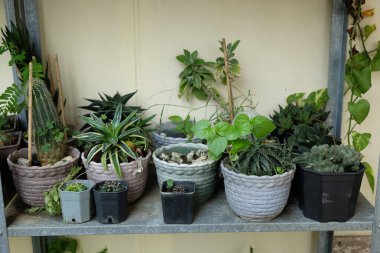 Evin içindeki bir bitki rafında çeşitli küçük kaktüsler var..