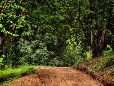 Doğal bir ormana giden toprak bir patika..