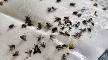 Çok sayıda sinek yapışkan bir kağıtta kapana kısıldı..