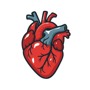 İnsan Anatomik Kalbi 'nin Düz Vektör İllüstrasyonu