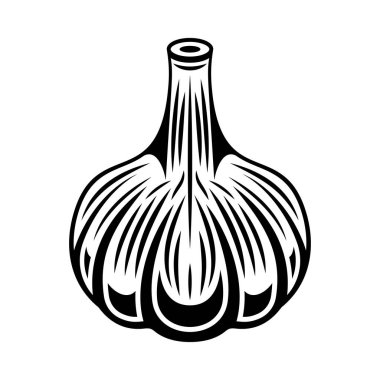 Garlic vector black monochrome graphic object or design element in engraving style isolated on white