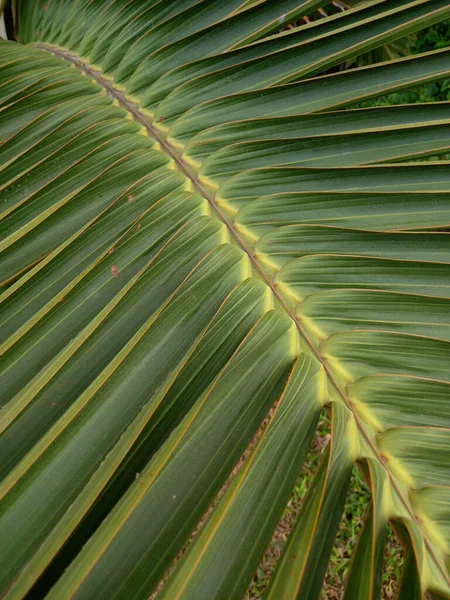 Palm Leaf Mint Háttér — Stock Fotó