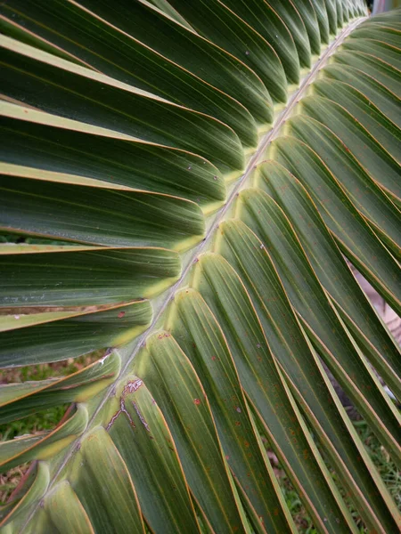 Palm Leaf Mint Háttér — Stock Fotó