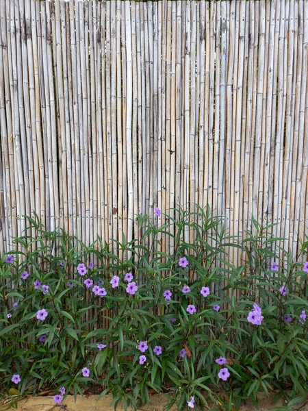 背景として竹の壁の横に紫色の花 — ストック写真