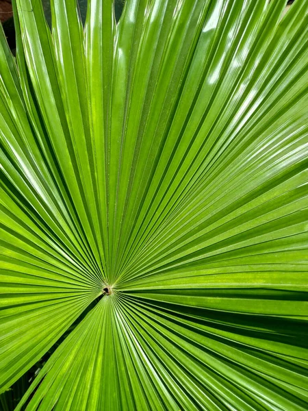 Green Palm Leaf Background Texture Close Top View Nature — Stock Photo, Image