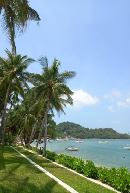 Palmiye ağaçları, okyanus kıyısında el fenerleri. Arka plan olarak tropikal manzara.
