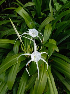 Arka planda güzel beyaz sahil örümceği çiçekleri. Tropik bitki. 