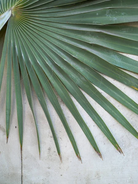 Palm Leaf Fehér Cement Fal Háttérben Közelről — Stock Fotó