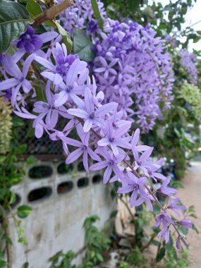 Petrea volubilis veya Zımpara Kağıdı Vine veya Mor çelenk veya Kraliçe 'nin çelengi veya Petrea kohautiana veya Petre racemosa çiçekleri. 