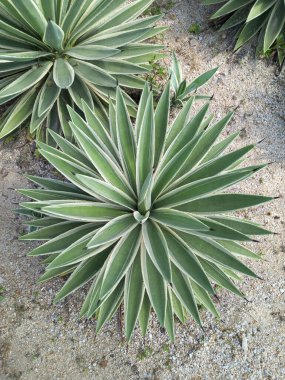 Güzel açık yeşil Agave vivipara sulu suları kayalık zeminde.