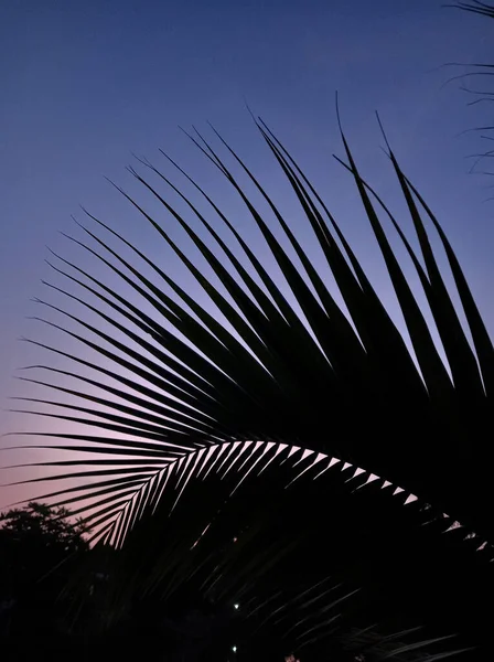 Sylwetka Liścia Palmy Tle Purpurowego Nieba Wschód Słońca Wzór Graficzny — Zdjęcie stockowe