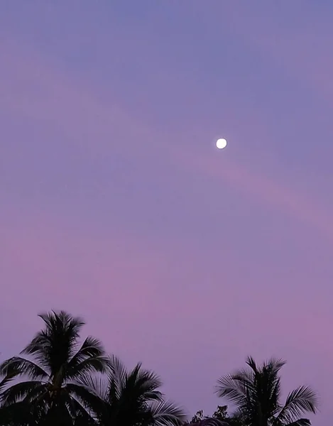 Pełnia Księżyca Kolorze Lawendy Niebo Sylwetki Palmy Jako Tło — Zdjęcie stockowe