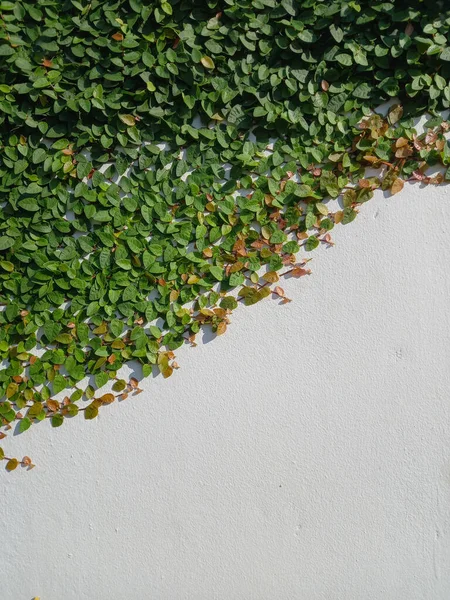 Green Ficus Pumila Або Листя Плюща Фоні Білої Стіни Копіювати — стокове фото