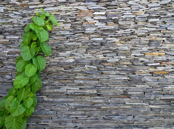 Green Creeper Plant Growing Stone Wall Texture Background Natural Pattern — Stock Photo, Image