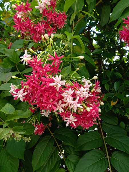 Güzel Pembe Kırmızı Çiçekler Rangoon Sarmaşığı Veya Yeşil Yaprakların Arka — Stok fotoğraf