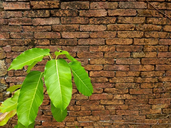 Old Brick Wall Green Leaves Selective Focus — Stock Photo, Image