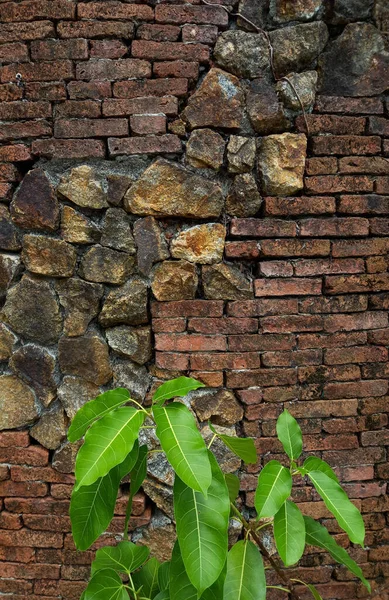 旧砖和石墙背景上的绿叶 文字复制空间 — 图库照片