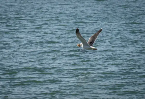 Seagull Flying Sea Water Lump Bread Its Beak — Stock Photo, Image