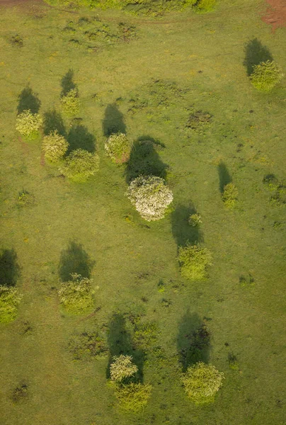 イギリスのケントの田園地帯にある木の空中観察 — ストック写真