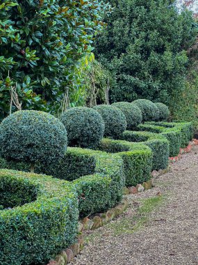 Düzgünce kesilmiş bir sıra çit ve defne ağaçları