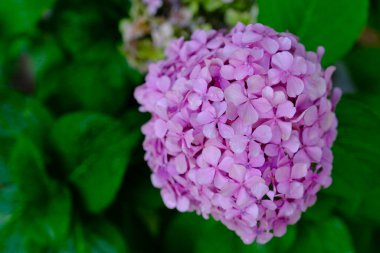 Arka planı bulanık olan bir ortanca çiçeğinin yakın plan çekimi.