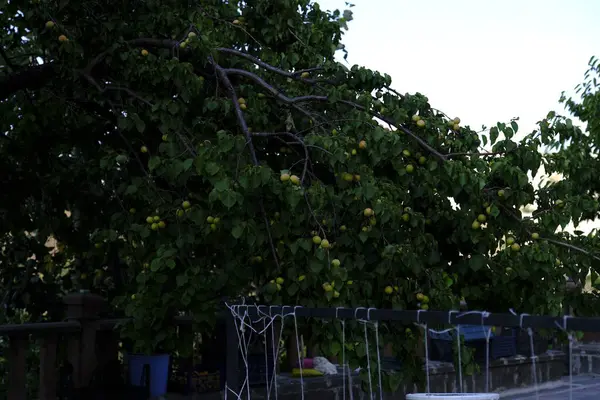 Bahçedeki güzel kayısı ağacı