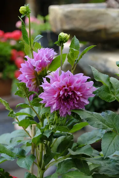 Bahçedeki güzel pembe yıldız çiçeği