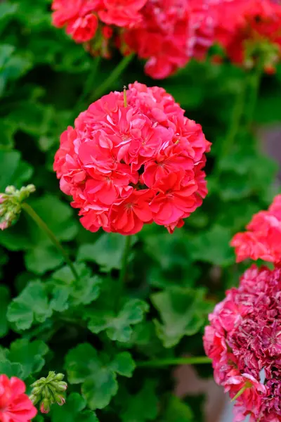 Bahçedeki güzel çiçekler