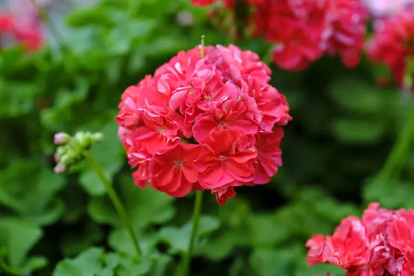 Bahçede güzel pembe ve kırmızı çiçekler