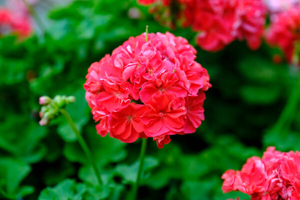 красивые розовые и красные цветы в саду