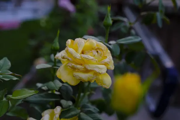 Bahçedeki sarı güller