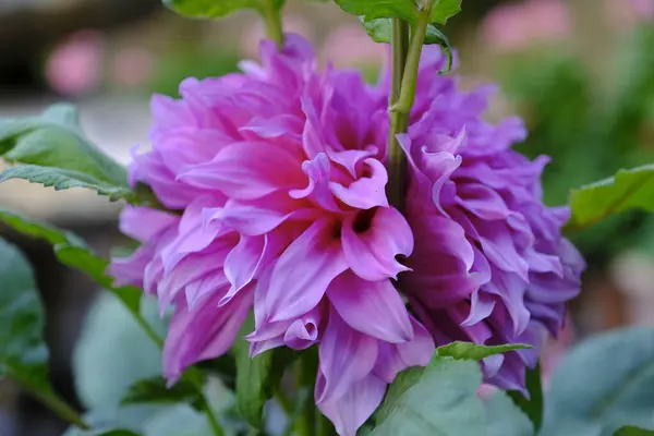 bahçede pembe çiçek yakın