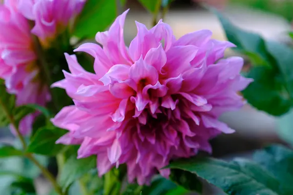 Parkta çiçek açan güzel yıldız çiçekleri.