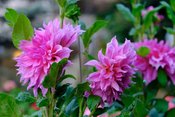 Bahçedeki güzel çiçekler