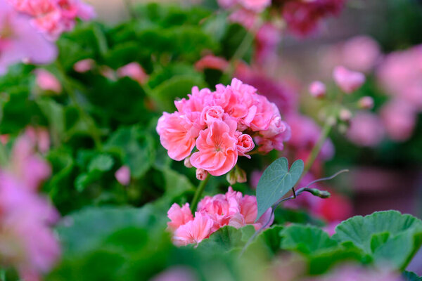 розовые цветы в саду, закрыть