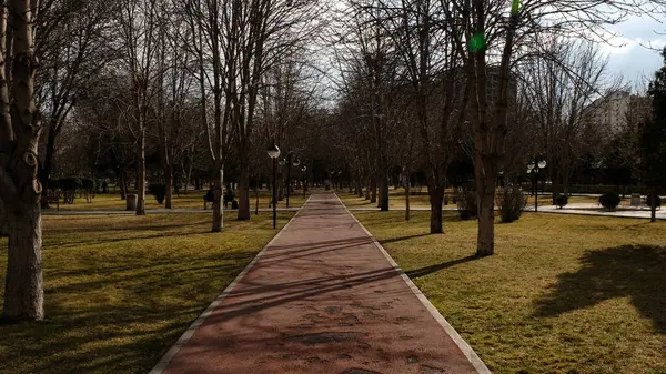 Güzel bir ağaç görüntüsü.