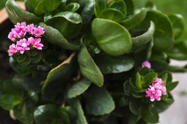 Bahçedeki bir bitkinin çiçekleri