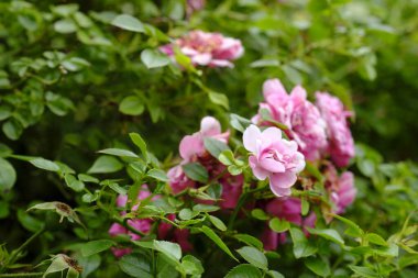 Bahçesinde pembe güller olan çalılar, tarlanın derinliğine dikkat edin.