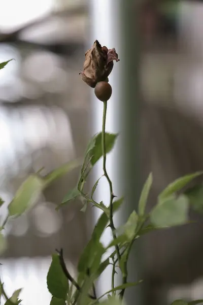 Güzel botanik fotoğrafı, doğal duvar kağıdı.