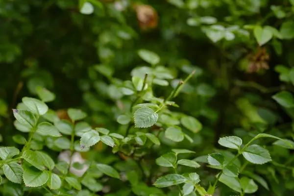 Ormanda yeşil yapraklar, bitki yaprakları