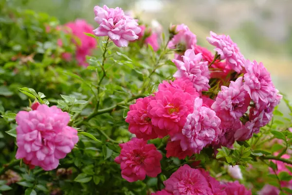 Güzel botanik fotoğrafı, doğal duvar kağıdı.