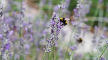 Yazın lavanta tarlasında güzel bir kelebek.
