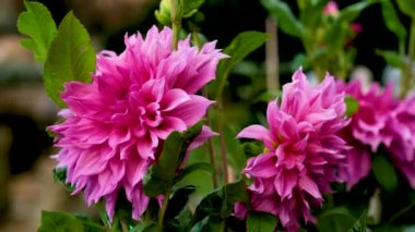 Bahçedeki güzel çiçekler