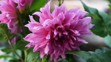 Bahçedeki güzel çiçek, doğa bitki örtüsü