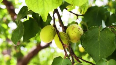 Ağaçta taze kayısılar