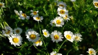 Bahçedeki güzel çiçekler